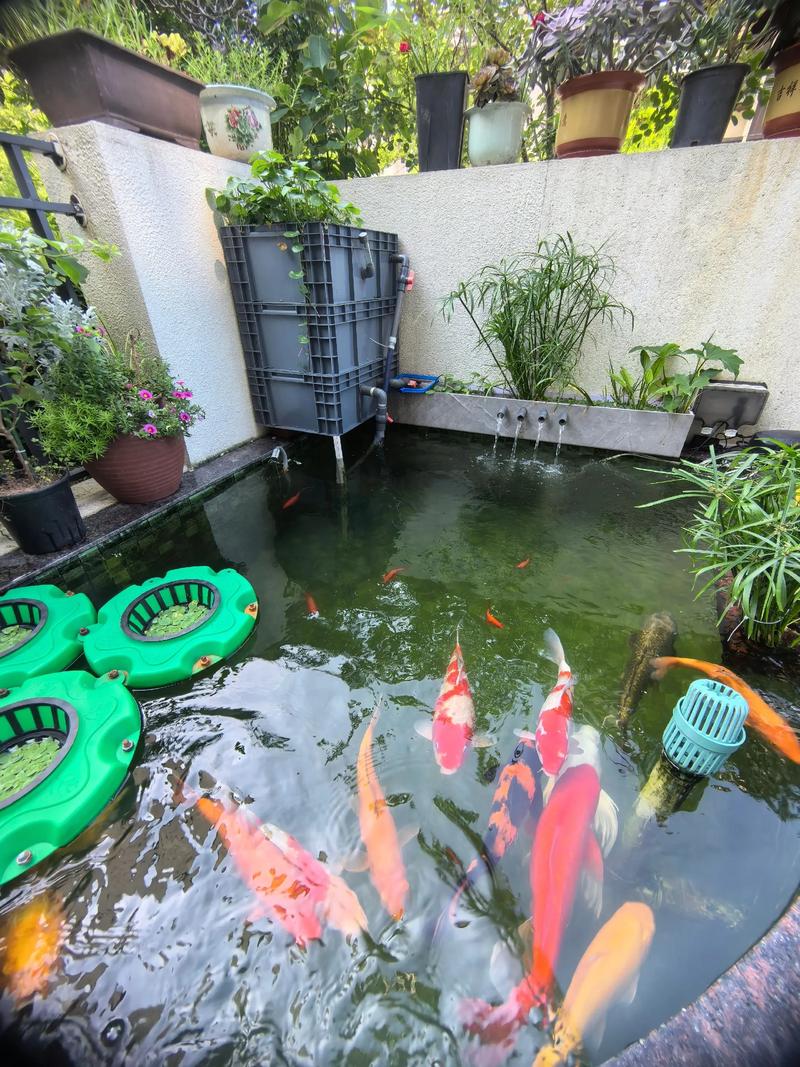 鱼池风水真的能对鱼的生长和状态产生显著影响吗？