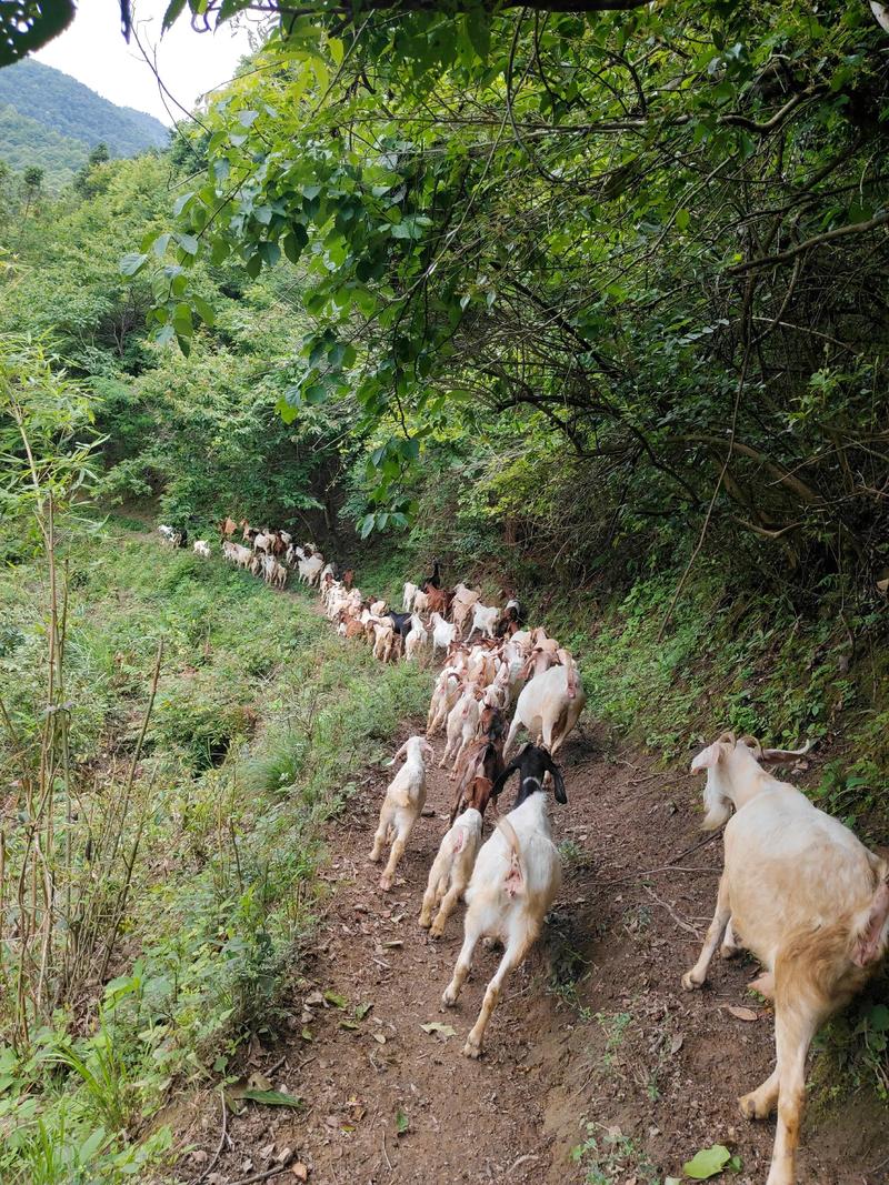 老房子养羊会破坏风水，影响居住环境吗？