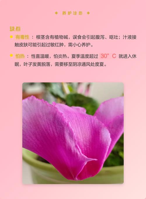 仙客来在风水上有哪些寓意和作用？