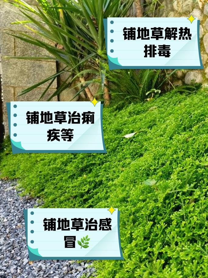 门前草地对风水有怎样的影响或作用？