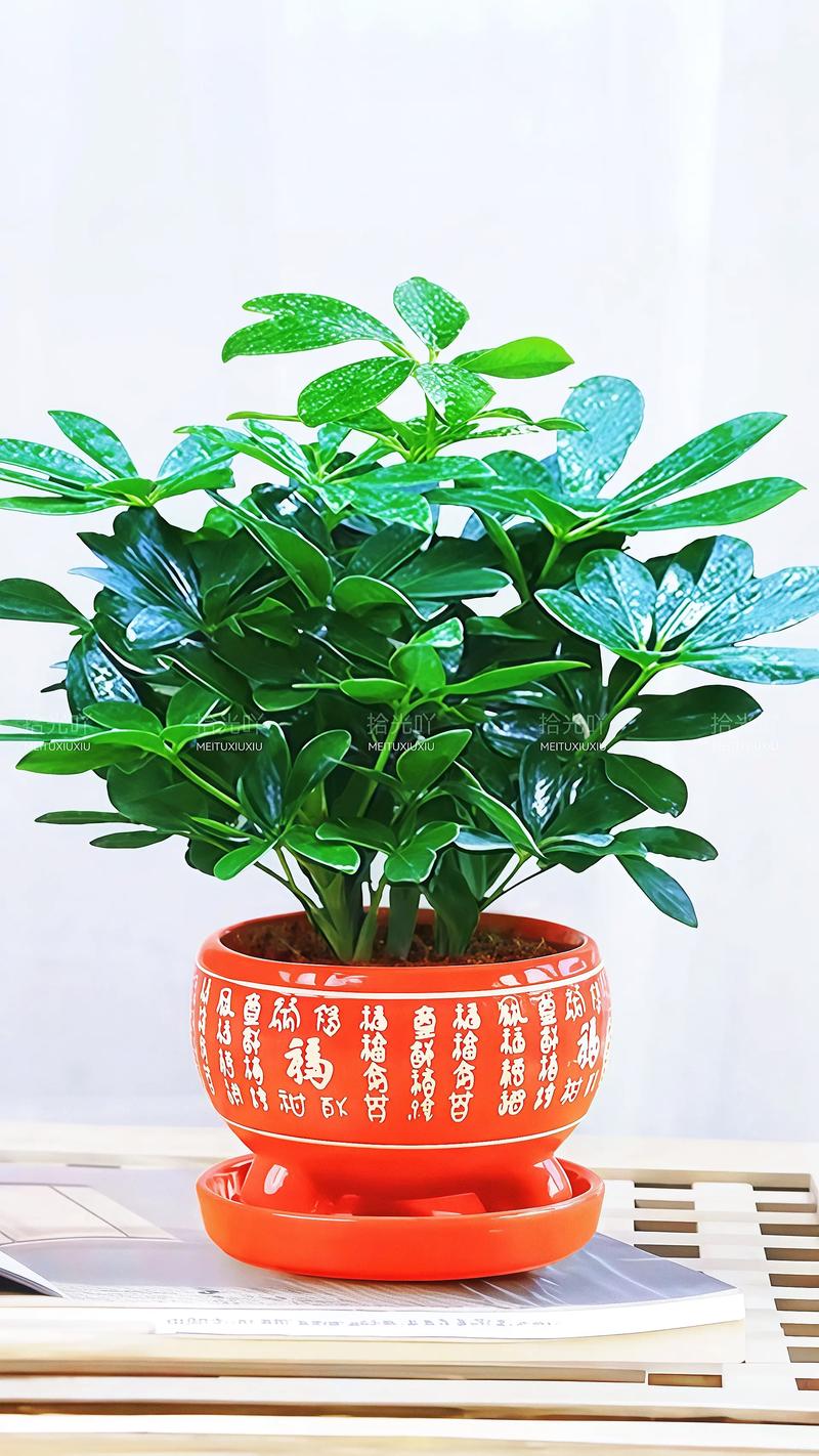 金钱树摆放在家里嫩带来财运吗？风水上合适吗？