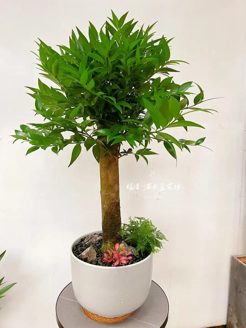 门前种竹子对风水有益吗？哪种竹子风水最好？