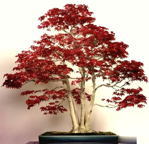 盆栽红枫摆放对家居风水有影响吗？
