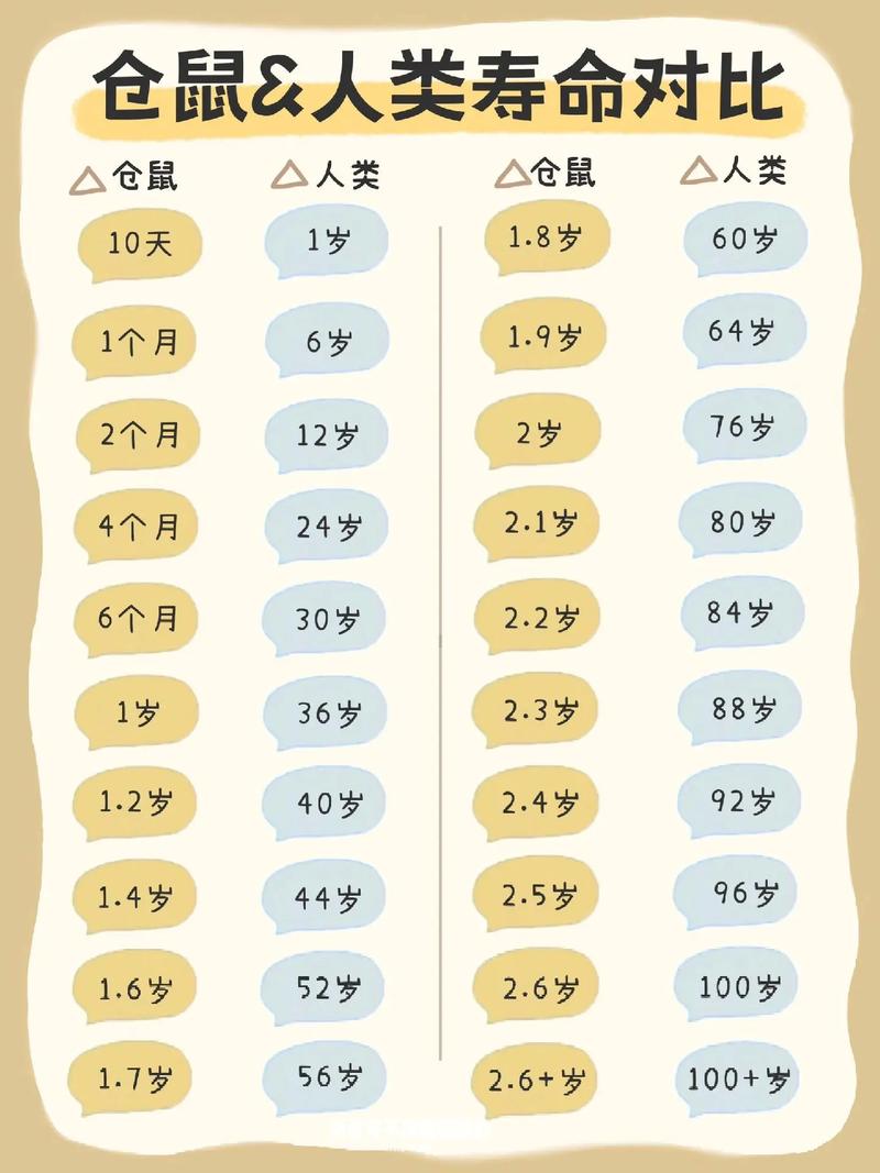 仓鼠属相命是什么属鼠的人养仓鼠合适吗？