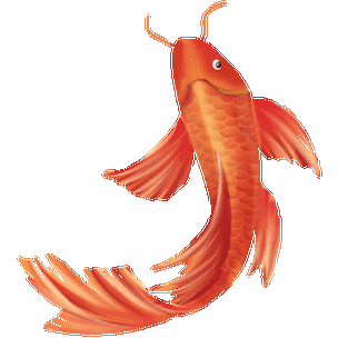 吃红色鲤鱼的风水禁忌有哪些，需要注意什么呢？