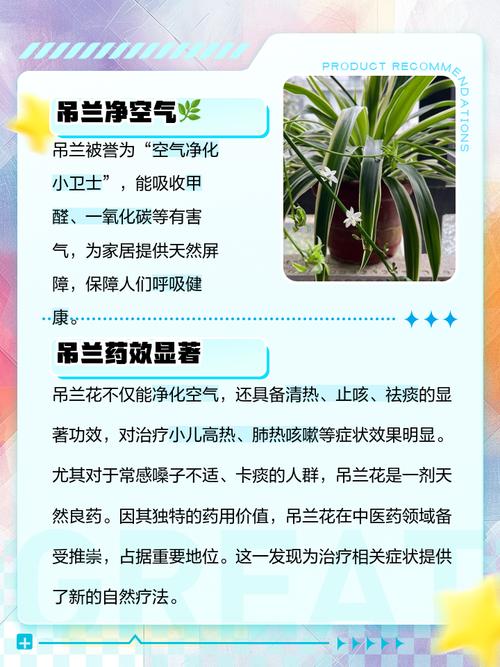 家里养吊兰对风水有好处吗？