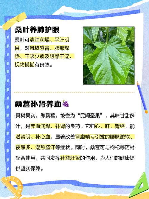 桑树种植有哪些风水讲究及养护方法？