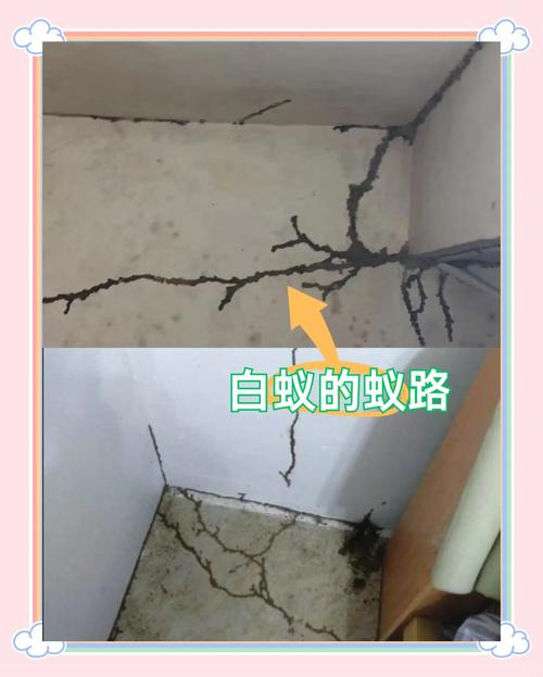 房间白蚁问题是否会影响家居风水布局？