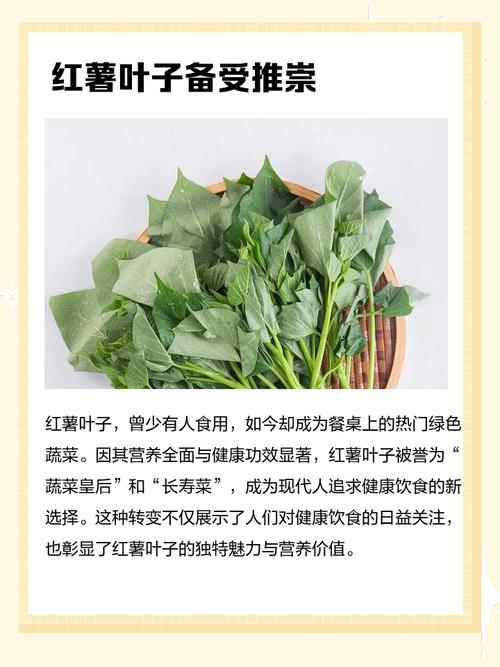 床头摆放红薯叶风水如何，适宜吗？