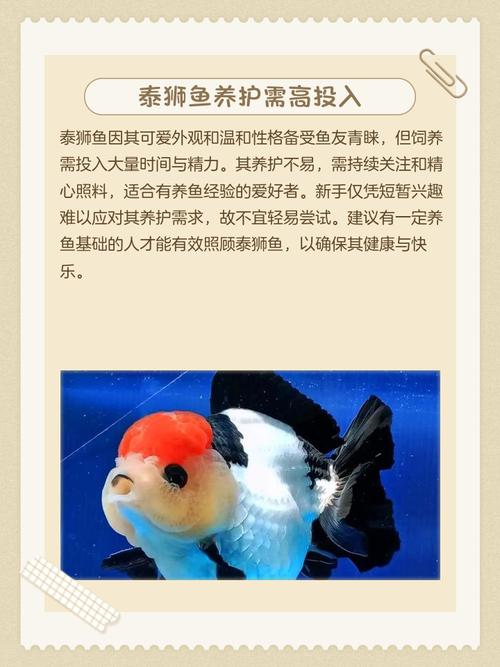 养病鱼对家居风水真的会有不良影响吗？