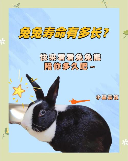 哪种品种的兔子拥有最长的寿命，堪称长寿兔王？