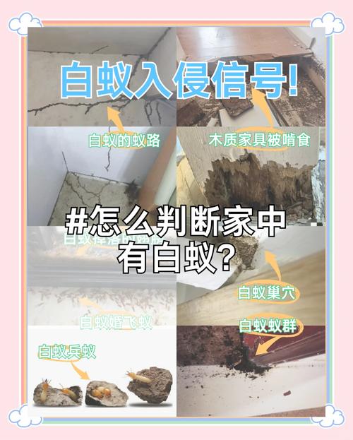 蚂蚁入屋是否与家居风水有关联？