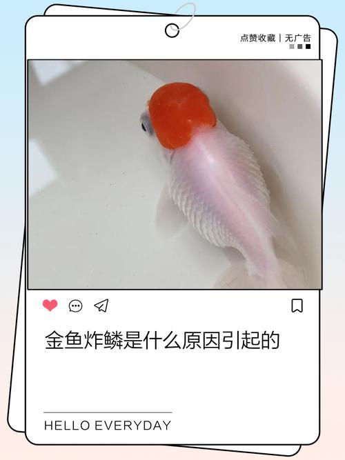 鱼儿受伤是否会对家居风水产生不良影响？