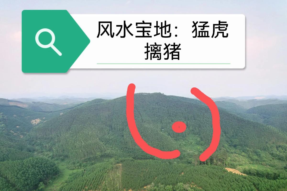 在坟地养猪风水会好吗？有什么讲究？