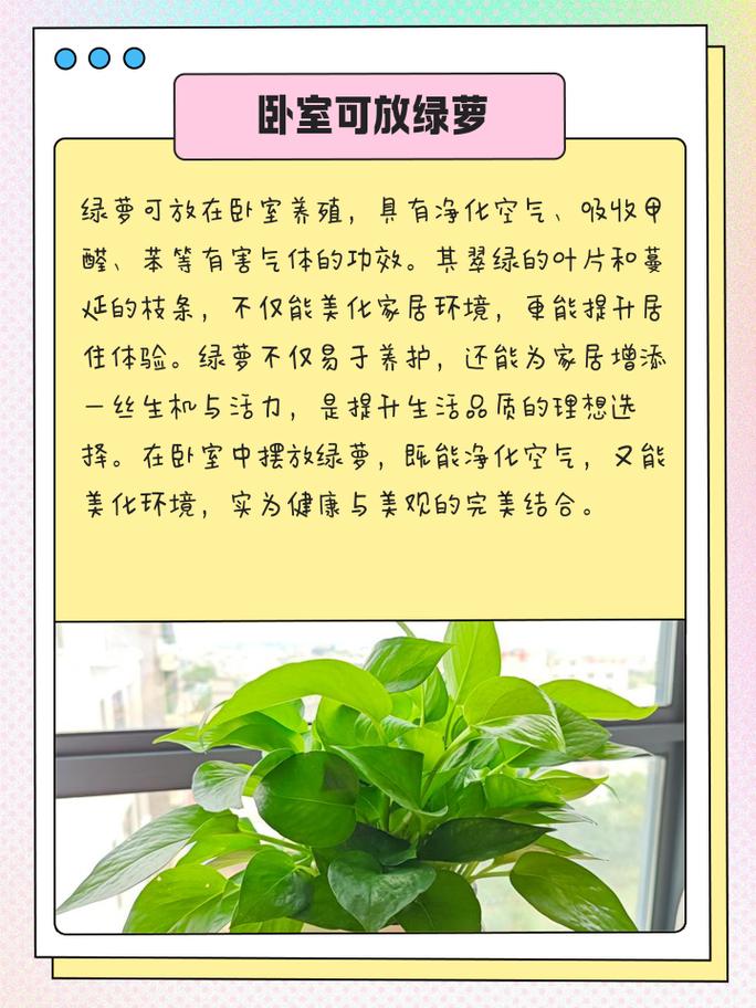 家里摆放绿萝是否符合风水学里的家居植物摆放原则？