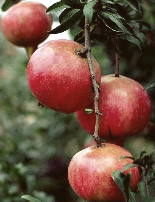 石榴木命与路旁土命是否可以相互搭配饮用？