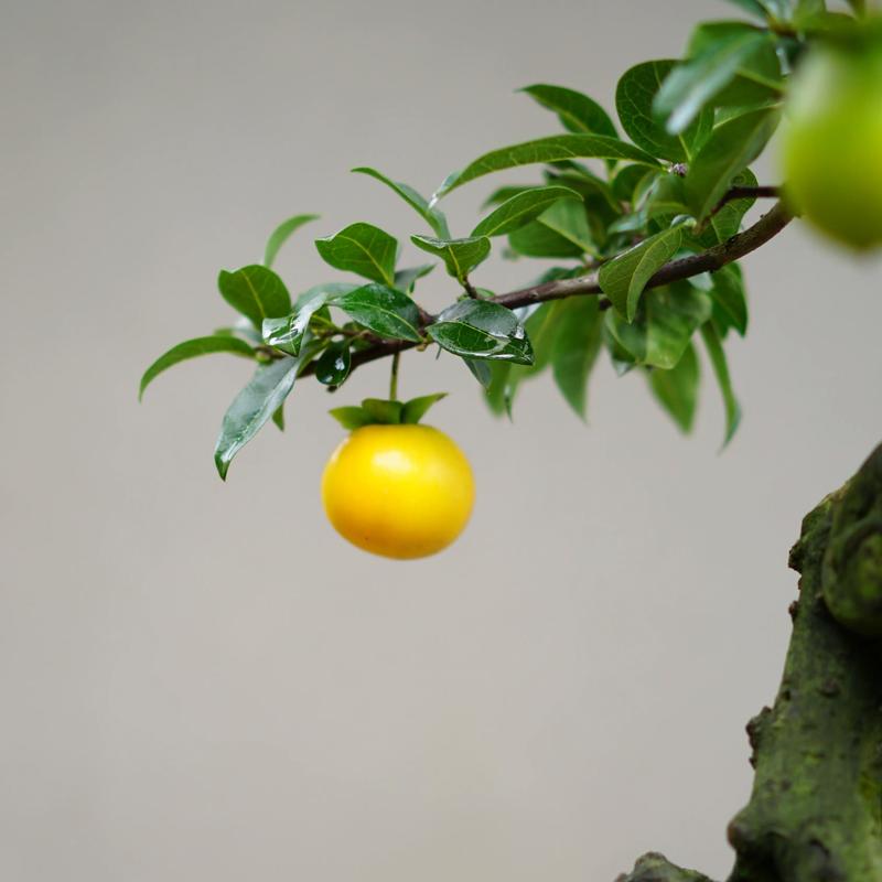 金蛋子风水效果如何？是否适合使用？