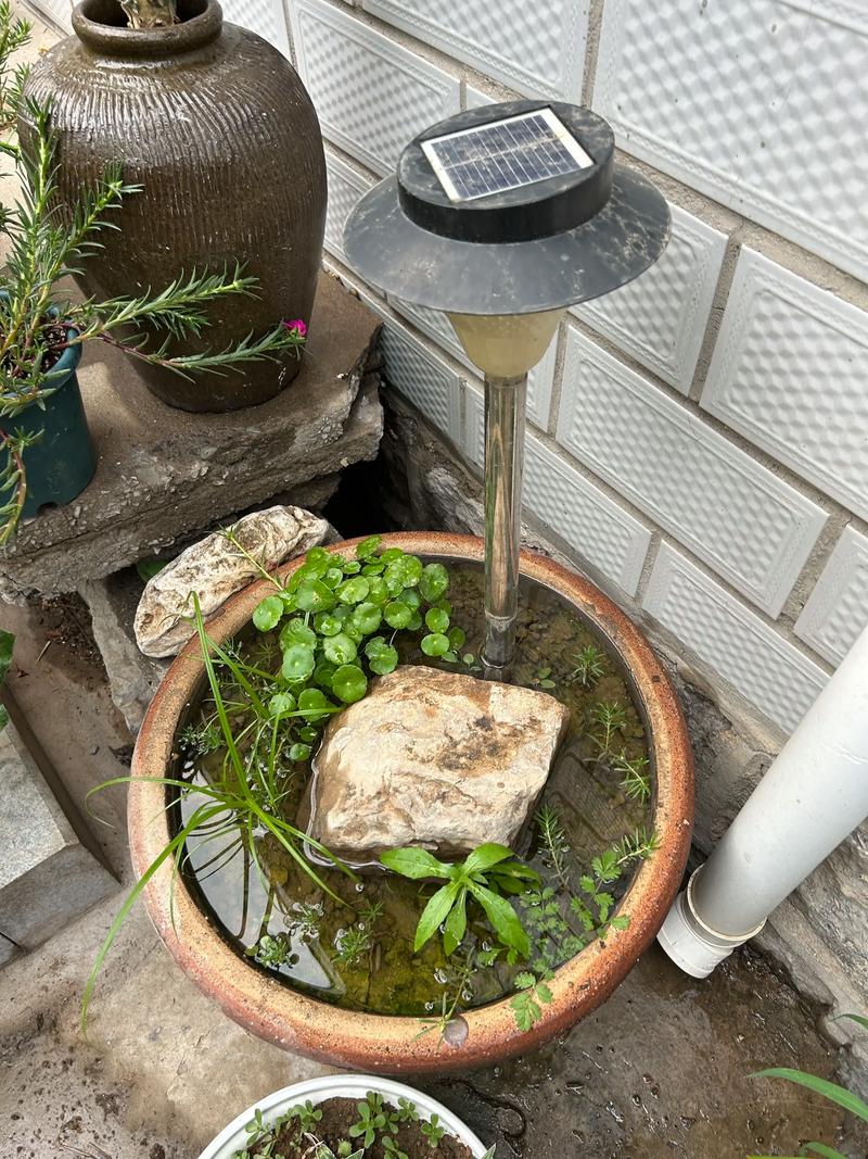 风水池里可以种植哪些植物呢？