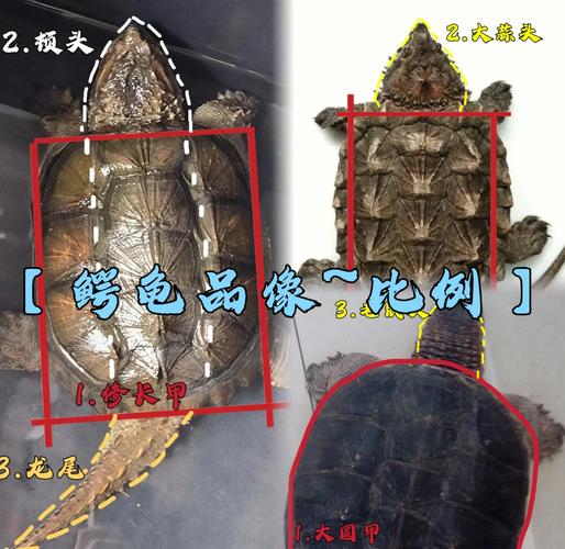 鳄鱼龟的入住是否会对家中的风水产生不良影响呢？