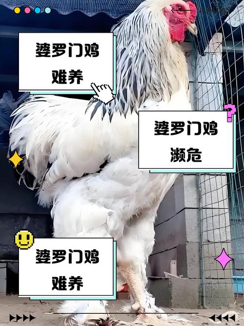 大门前养鸡会对家宅风水产生怎样的影响呢？