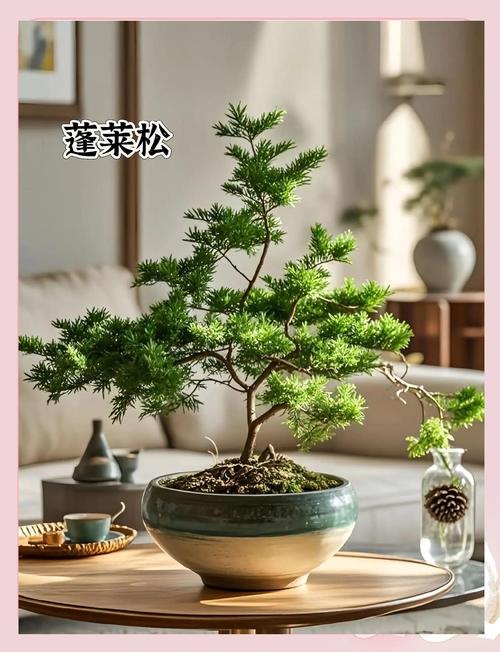 阳台种松树风水好吗？有什么讲究？