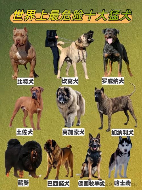 哪种狗品种命硬且最凶猛，最擅长护主？