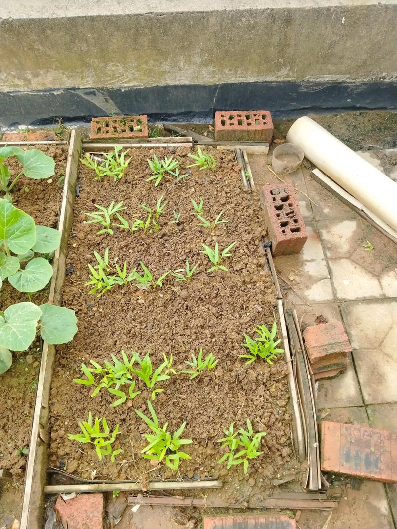 在平房顶上种植蔬菜会对风水产生不良影响吗？