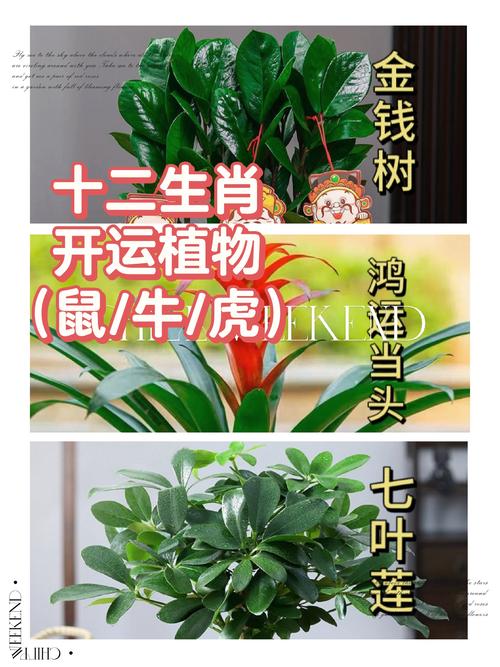 哪种植物象征着命途多舛，十二生肖各自的本命植物是哪些呢？