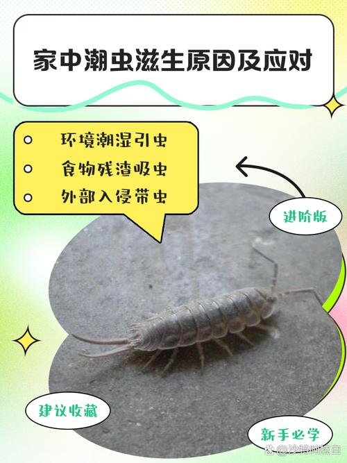 家里虫子滋生会影响家居风水吗？