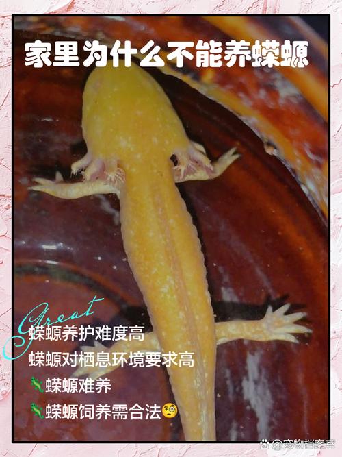 家里养蝾螈会对风水产生怎样的影响呢？