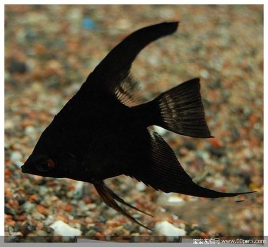 黑色燕鱼究竟是否被算作风水鱼呢？