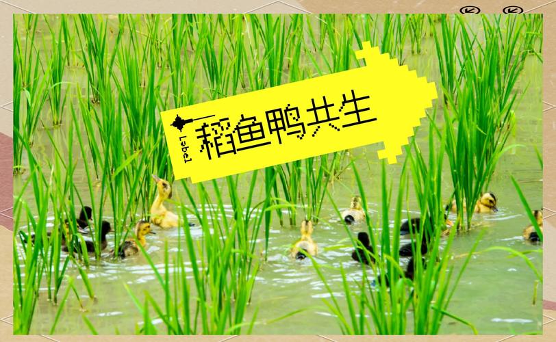 风水鱼塘能否同时养鸭子，实现鱼鸭共生的生态效益？