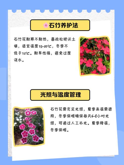 卧室摆放石竹花风水如何？适合养吗？