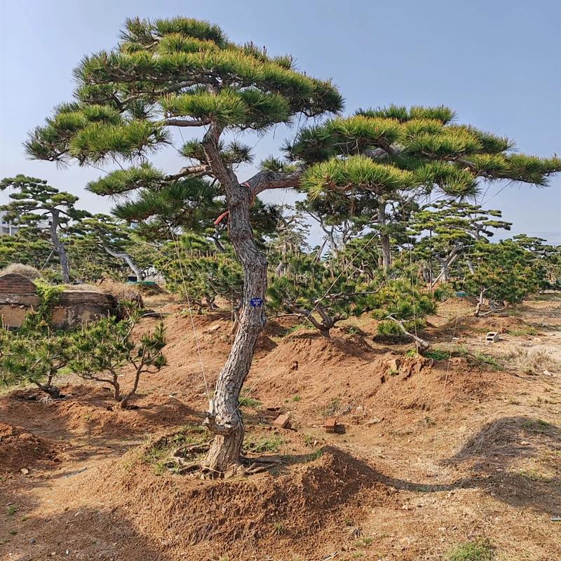 风水门口适合种植哪种松树？