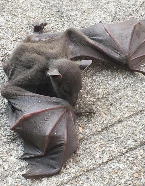 蝙蝠属于何种命数？白天蝙蝠会出来吗？