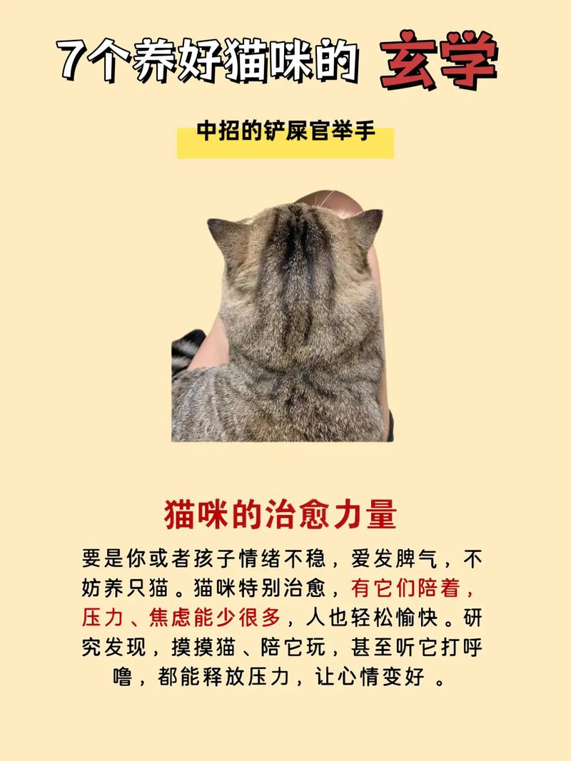 宠物猫的面相与风水之间是否存在某种关联呢？