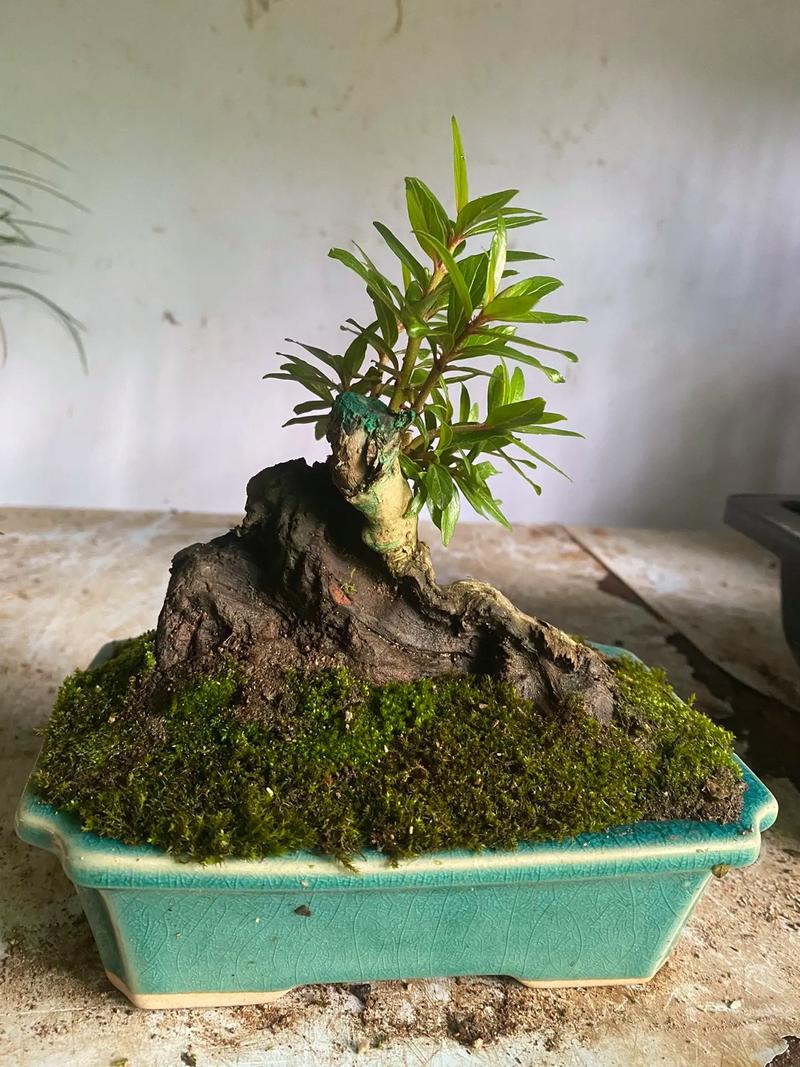 家里摆放杨梅是否符合风水讲究？