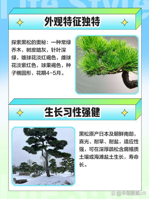 黑松种植时是否需要考虑风水因素？