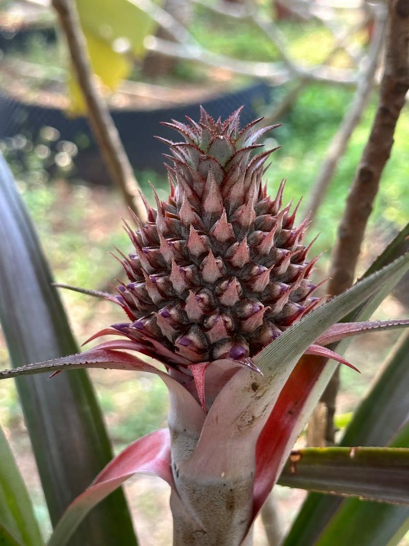 楼顶种植菠萝会对风水产生哪些不利影响？