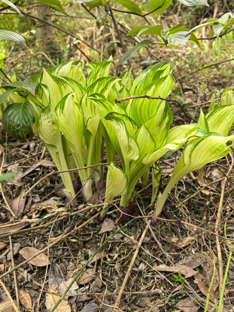 北方墓地风水适宜种植花卉吗？