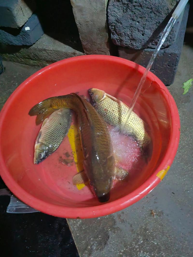 吃红色鲤鱼的风水禁忌有哪些，需要注意什么呢？