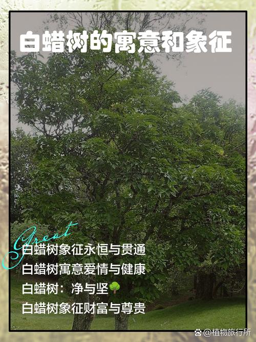 白金蜡命与何物相配？白蜡金是否克杨柳木？