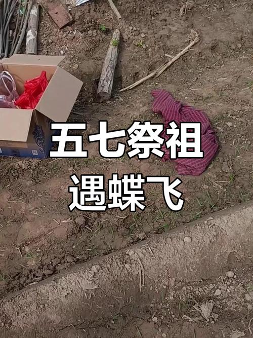 墓地附近有飞蛾出现，这会对风水产生怎样的影响呢？