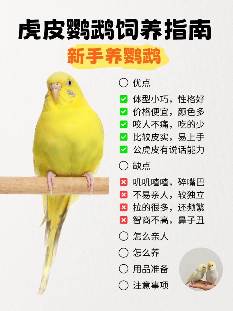 养虎皮鸟对家居风水有怎样的影响或作用？