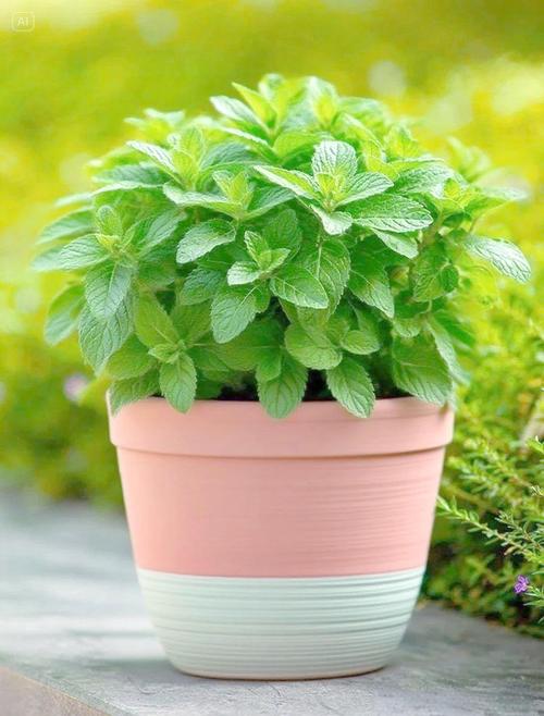 薄荷摆放在家中是否会破坏家居风水？