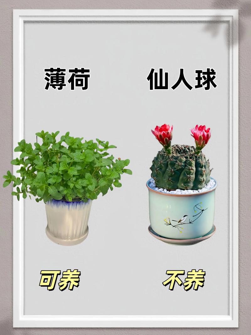 西面适合养花吗？这地方风水怎么样？