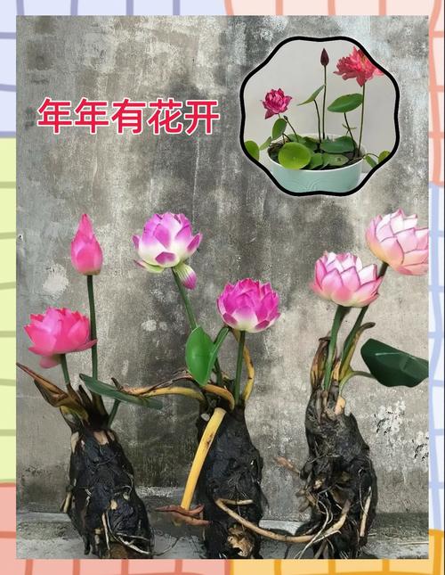 睡莲供奉风水方面是否适宜，有哪些讲究和好处？