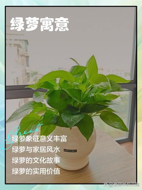 将绿萝拿走会对家中的风水产生什么影响？