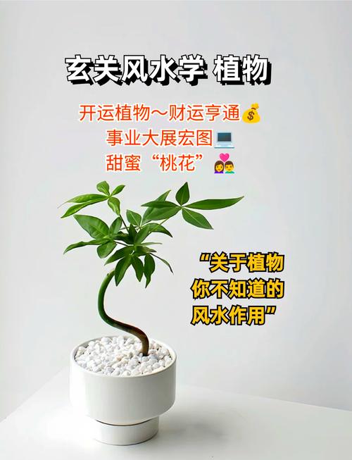 风水植物真的能辟邪吗？对家庭吉凶有影响吗？