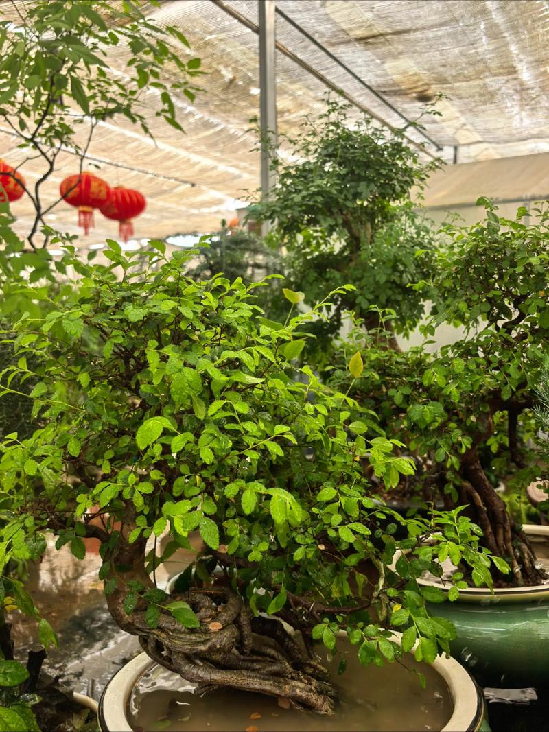 风水屋后种植榆树是否有利于家居风水？